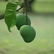 This is the thumbnail of the item
